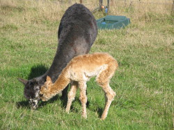 New baby alpaca
